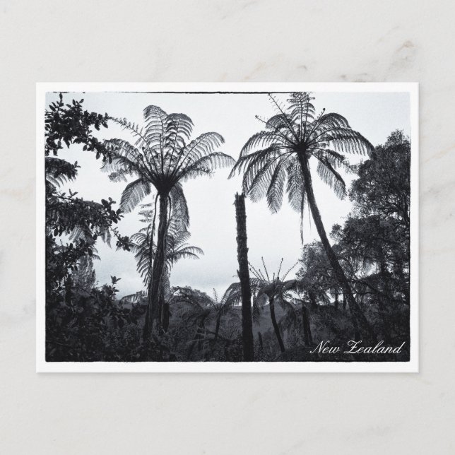 Cartão Postal Fern Tree Forest, Nature, Nova Zelândia  (Frente)