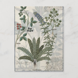 Cartão Postal Ferns, Brambles e Flores