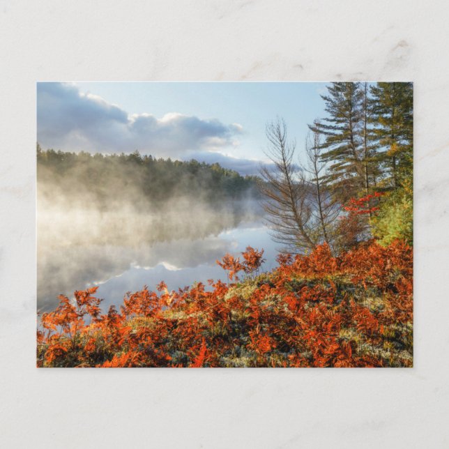 Cartão Postal Ferns na linha costeira | Paraíso, Michigan (Frente)