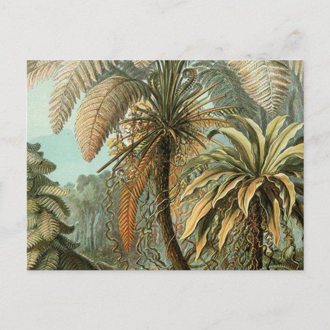 Cartão Postal Ferns Palm Tree Arte Botânica Antica (Frente)