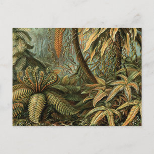 Cartão Postal Ferns Palm Tree Arte Botânica Antica