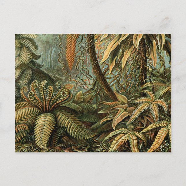 Cartão Postal Ferns Palm Tree Arte Botânica Antica (Frente)