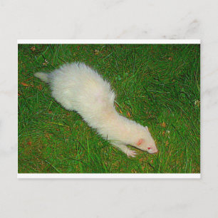 Cartão Postal Ferret