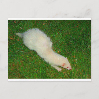Cartão Postal Ferret