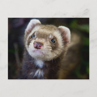 Cartão Postal Ferret