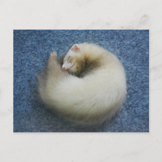 Cartão Postal Ferret 4