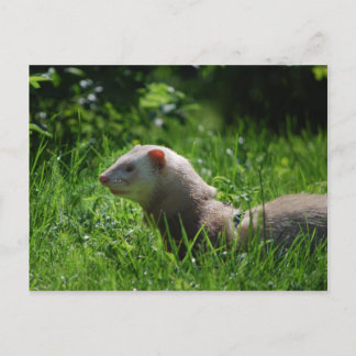 Cartão Postal Ferret 5