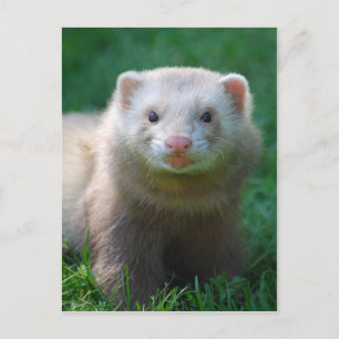 Cartão Postal Ferret 7