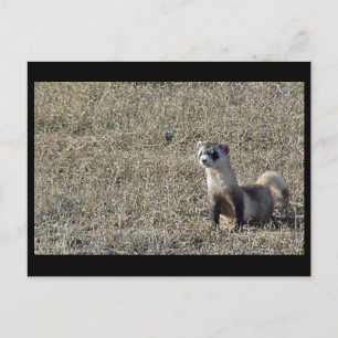 Cartão Postal Ferret de pés negros