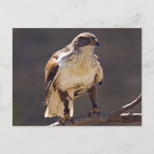 Cartão Postal ferruginoso Hawk
