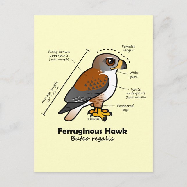 Cartão Postal Ferruginous Hawk Statistics (Frente)