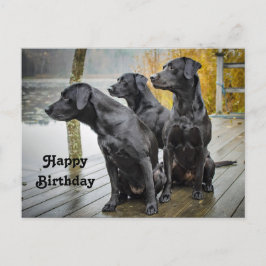 Cartão Postal Festa de Aniversário com Foto de Labrador Preto Fo