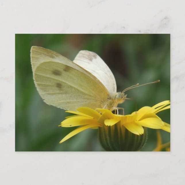 Cartão Postal Festa de calendário! (Frente)