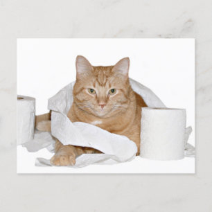 Cartão Postal festa selvagem