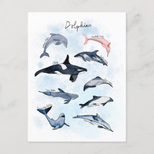 Cartão Postal Festa temática de golfinho desenho aquarela crianç