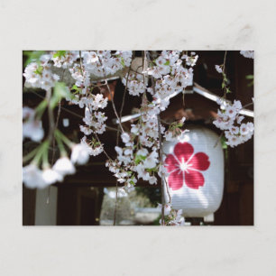 Cartão Postal Festival das Flores de Cerejeira em Quioto