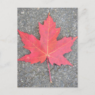 Cartão Postal Feuille morta