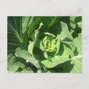 Cartão Postal fev 28 193, colard greens