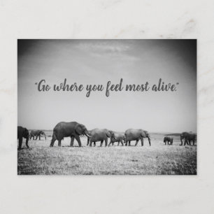 Cartão Postal Ficha de saudação de elefantes