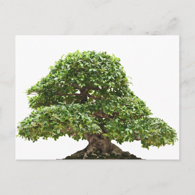 Cartão Postal Ficus bonsai isolado (Frente)