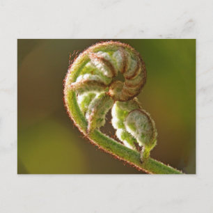 Cartão Postal Fiddlehead Fern
