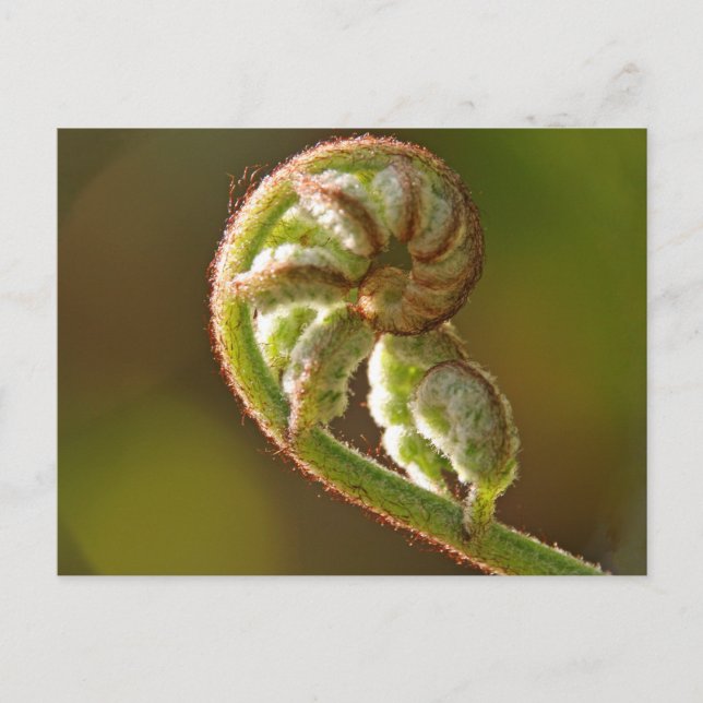 Cartão Postal Fiddlehead Fern (Frente)
