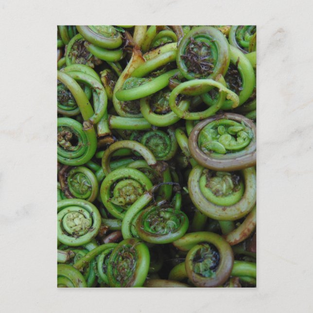 Cartão Postal Fiddlehead Ferns (Frente)