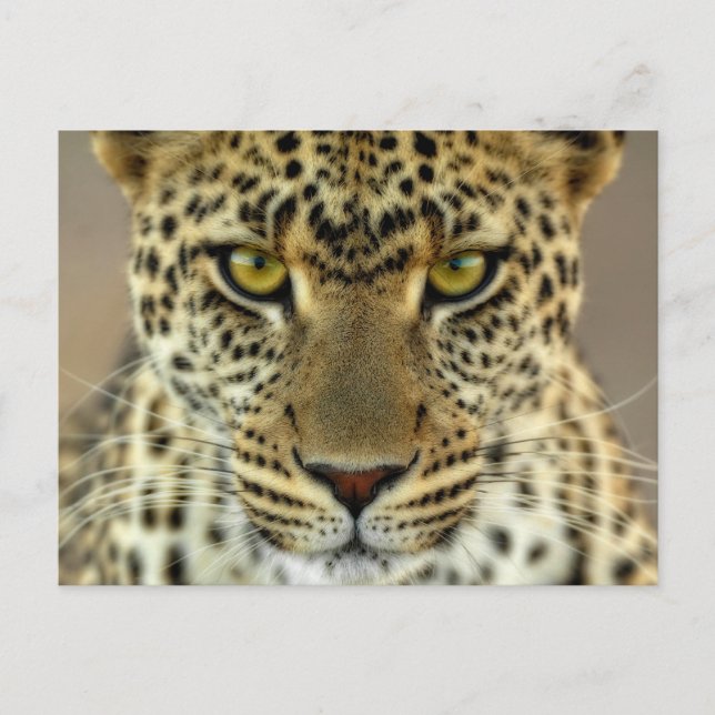 Cartão Postal Fierce Leopard (Frente)