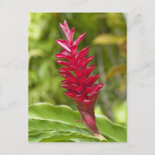 Cartão Postal Fiji, Ilha Viti Levu. Flor.