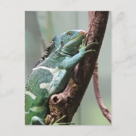Cartão Postal Fijian Crested Iguana