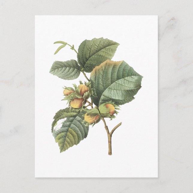 Cartão Postal filbert(Corylus maxima) por Redouté (Frente)