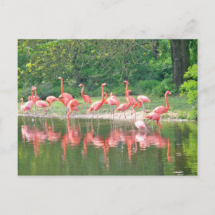 Cartão Postal Fileira de Flamingos no Lago na Primavera, Aves Ro