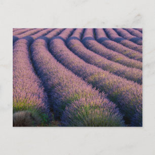 Cartão Postal Fileiras de lavanda na Provença