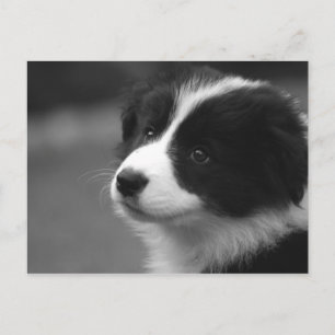 Cartão Postal Filhote de Border Collie
