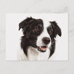 Cartão Postal Filhote de Border Collie - Olá, Amor, Sinto Saudad