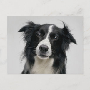 Cartão Postal Filhote de Border Collie - Olá, Estou Pensando em