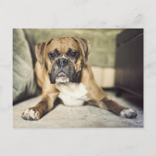 Cartão Postal Filhote de Boxer cor de gamo