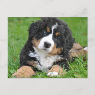 Cartão Postal Filhote de Cachorro Bernês Fofo