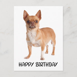 Cartão Postal Filhote de cachorro Chihuahua fofo de aniversário