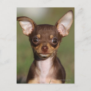 Cartão Postal Filhote de cachorro da chihuahua que olha a câmer