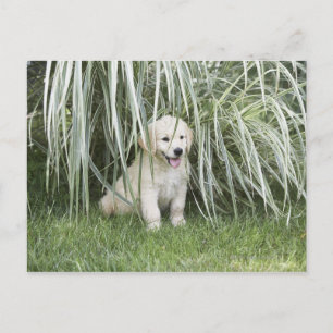 Cartão Postal Filhote de cachorro de Goldendoodle que senta-se
