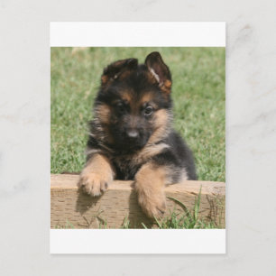 Cartão Postal Filhote de cachorro do german shepherd