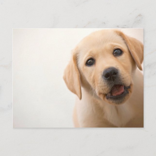 Cartão Postal Filhote de cachorro dourado de Labrador (Frente)