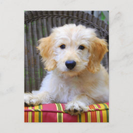 Cartão Postal Filhote de cachorro dourado do Doodle