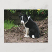 Filhote de cachorro pernicioso