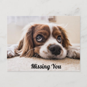 Cartão Postal Filhote de cachorro/Spaniel Olhos Tristes Foto de