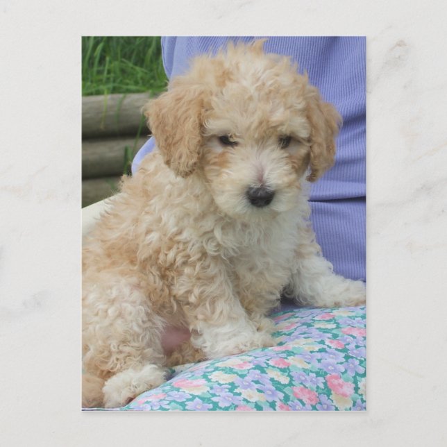 Cartão Postal Filhote de cavapoo lindo olhando para você, isolad (Frente)