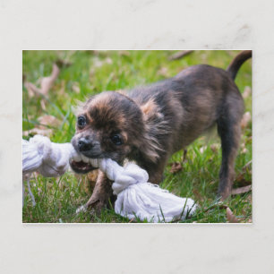 Cartão Postal filhote de Chihuahua