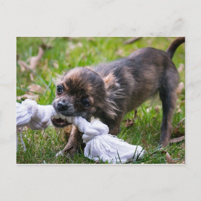 Cartão Postal filhote de Chihuahua (Frente)