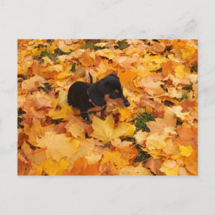 Cartão Postal Filhote de Dachshund